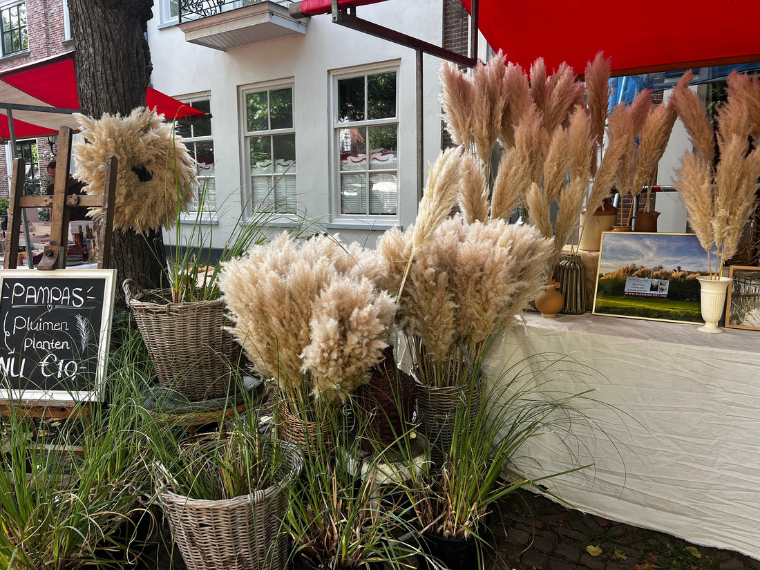 Pampas pluimen op de Tuinmarkt onder de Linden in Noordwijk