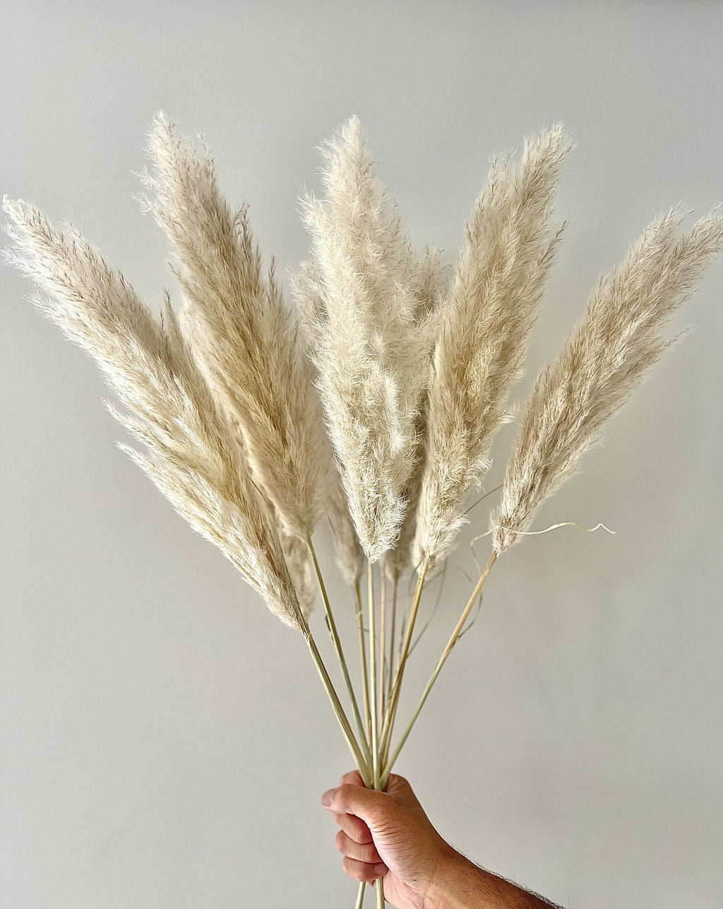 Ontdek kleine pampas pluimen van Blooming Gift. Natuurlijk gedroogd, vol en stijlvol. Perfect voor kleine vazen, tafeldecoratie en een warm interieur.

