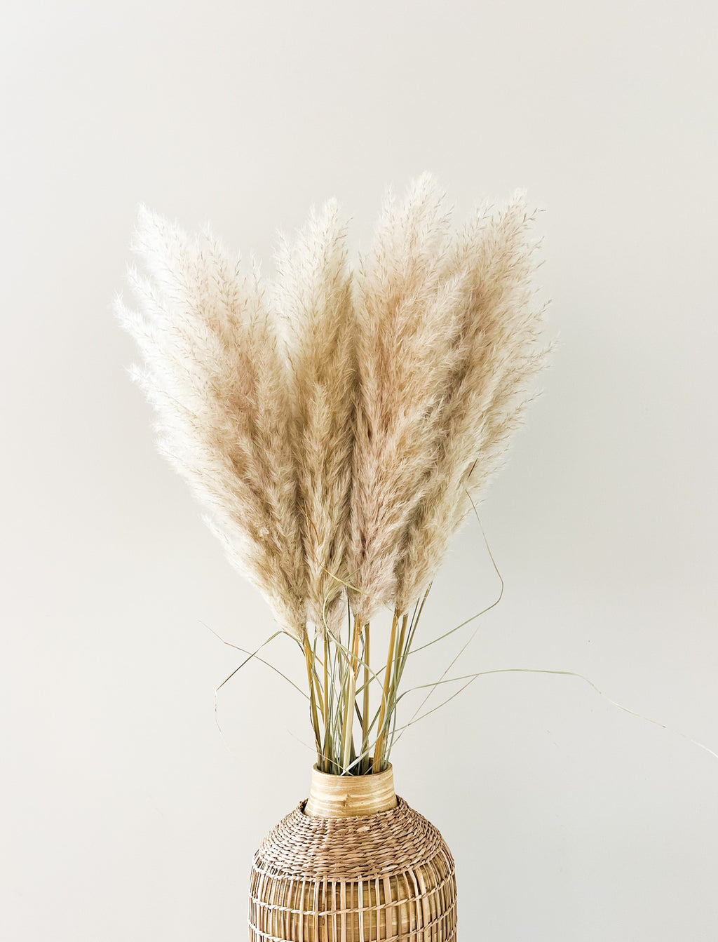 Pampas pluimen medium