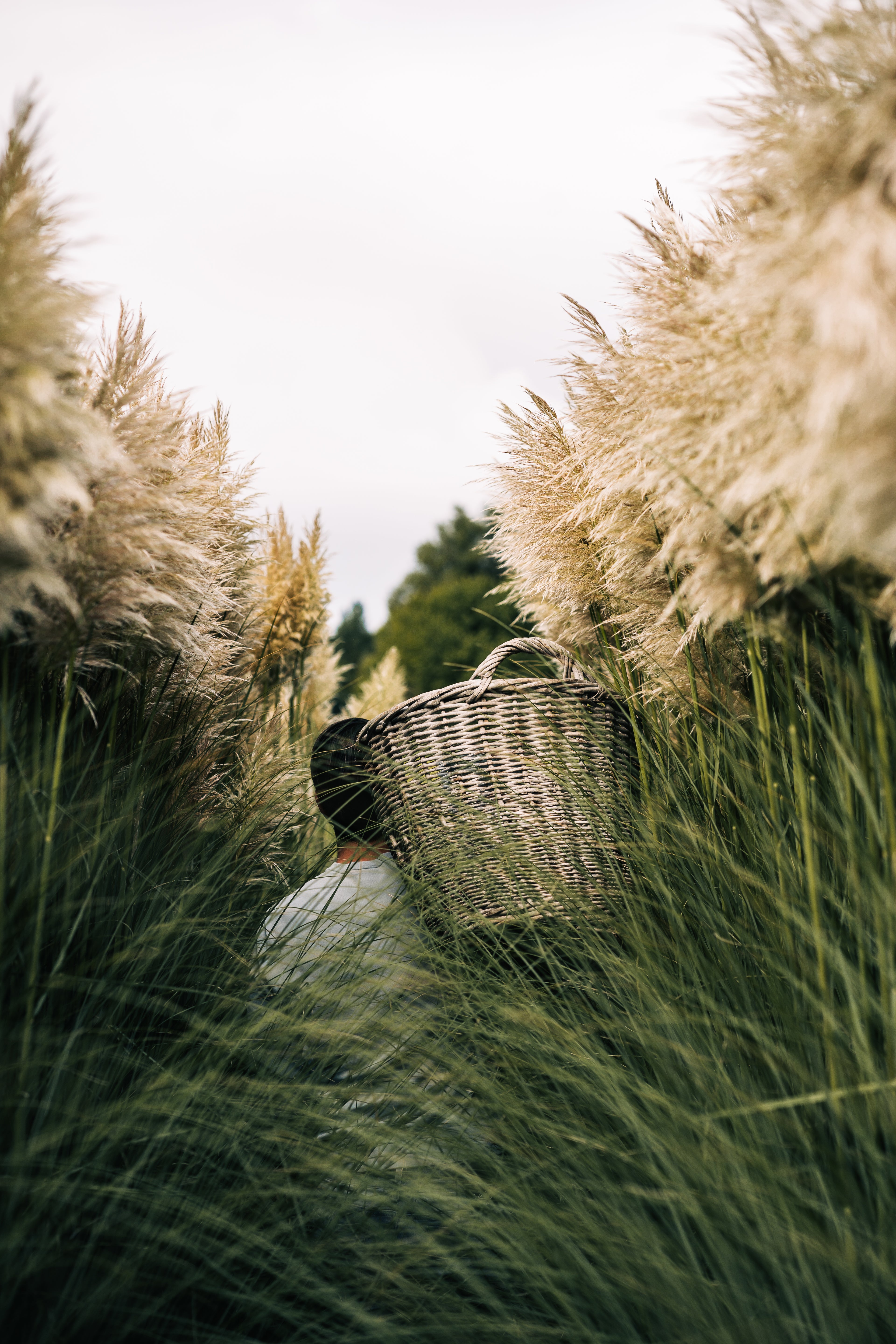 Fluffy pampas pluimen van eigen kwekerij