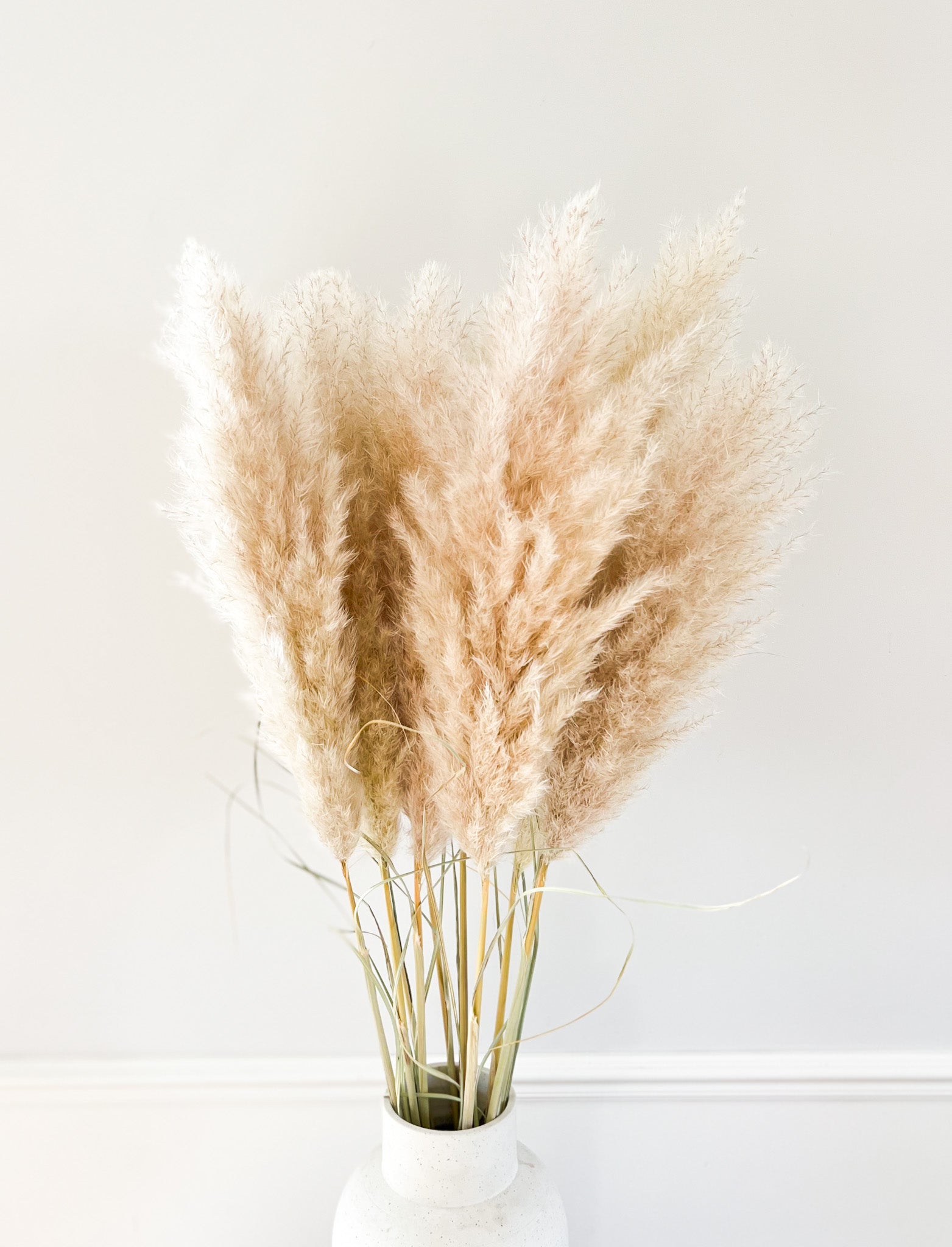 Kleine fluffy pampas pluimen in vaas