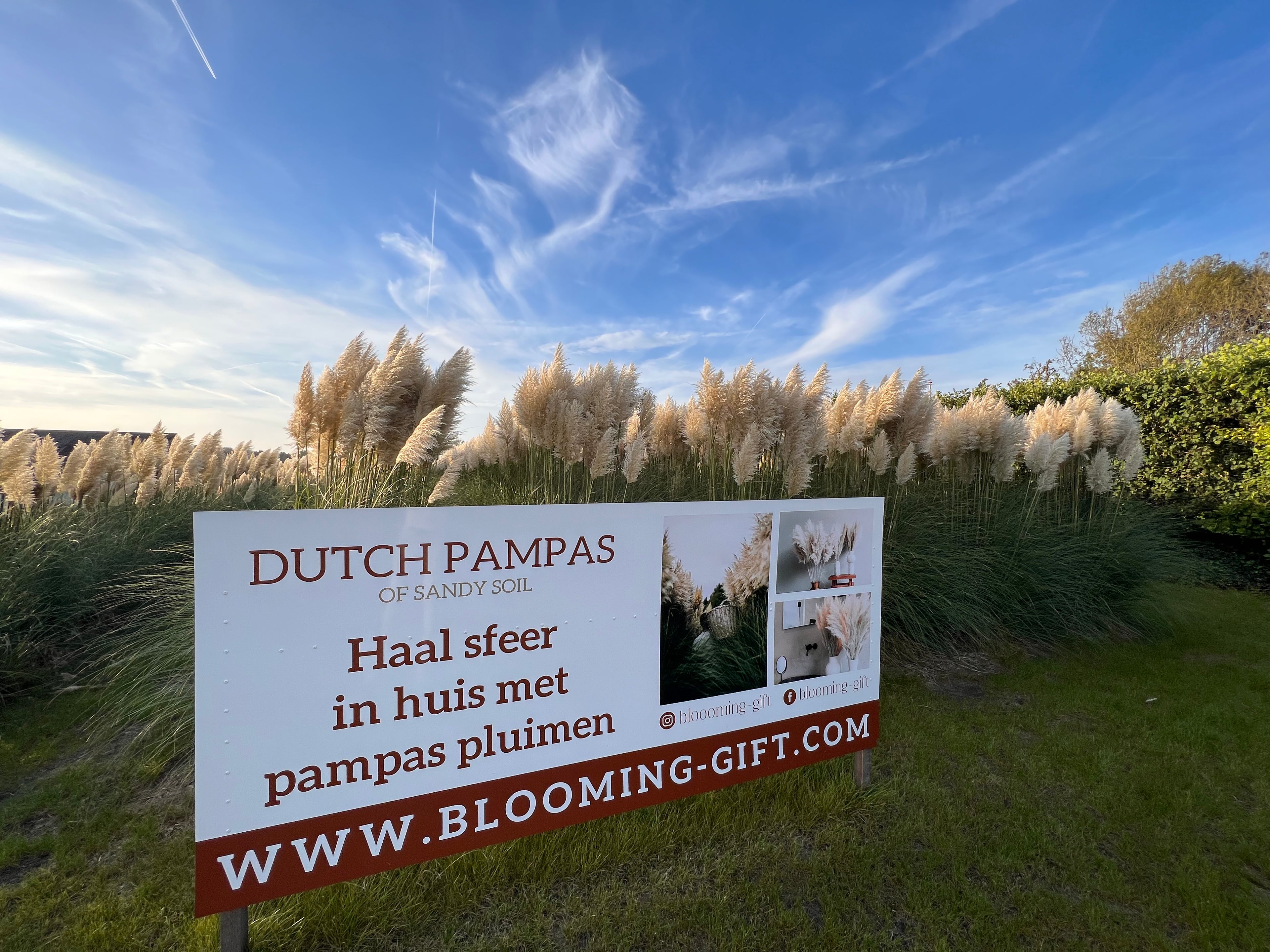 Eigen pampaskwekerij van Blooming Gift in Noordwijkerhout met natuurlijke pampas pluimen op zandgrond.