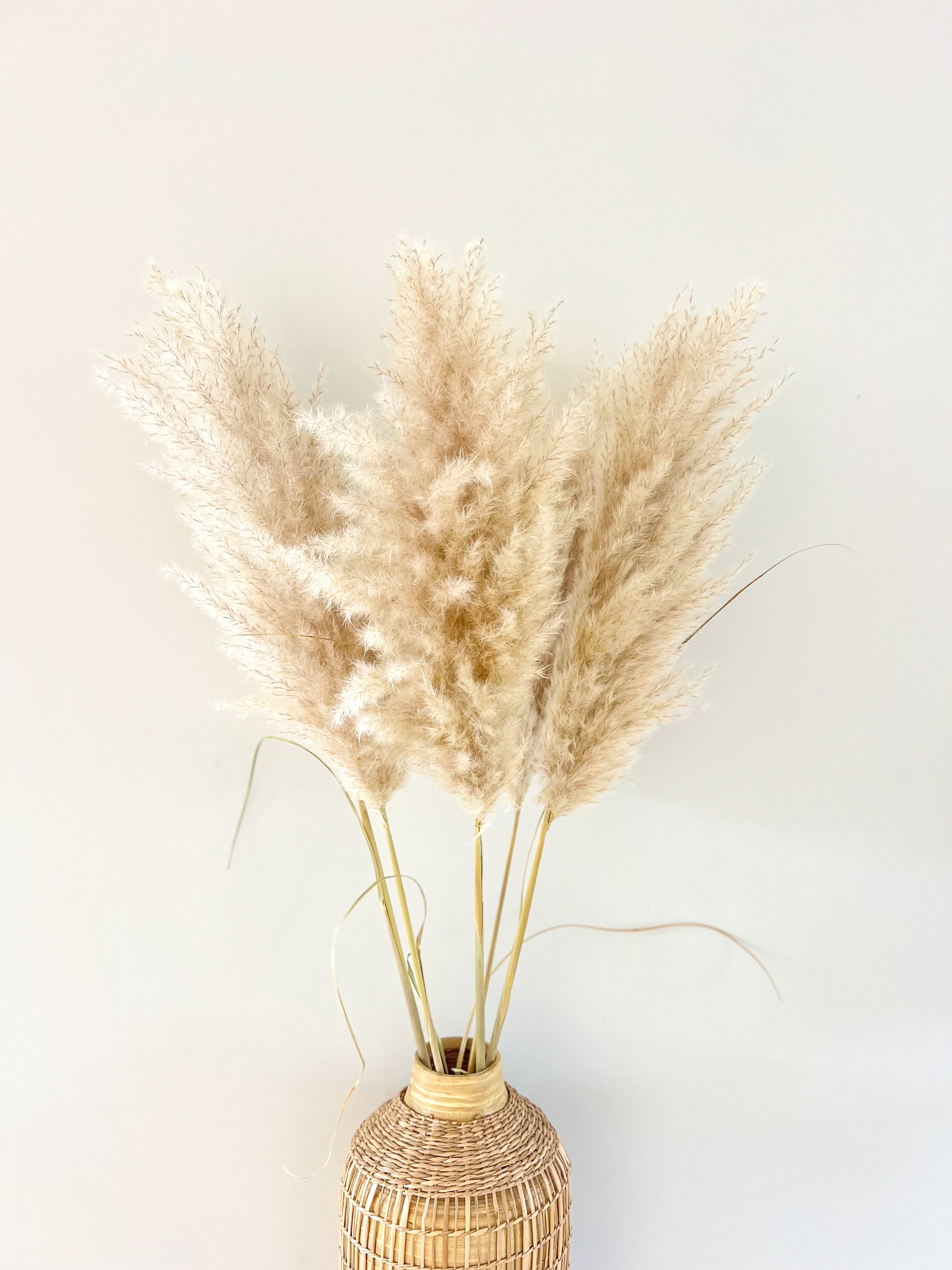 Grote fluffy pampas pluimen met veel volume