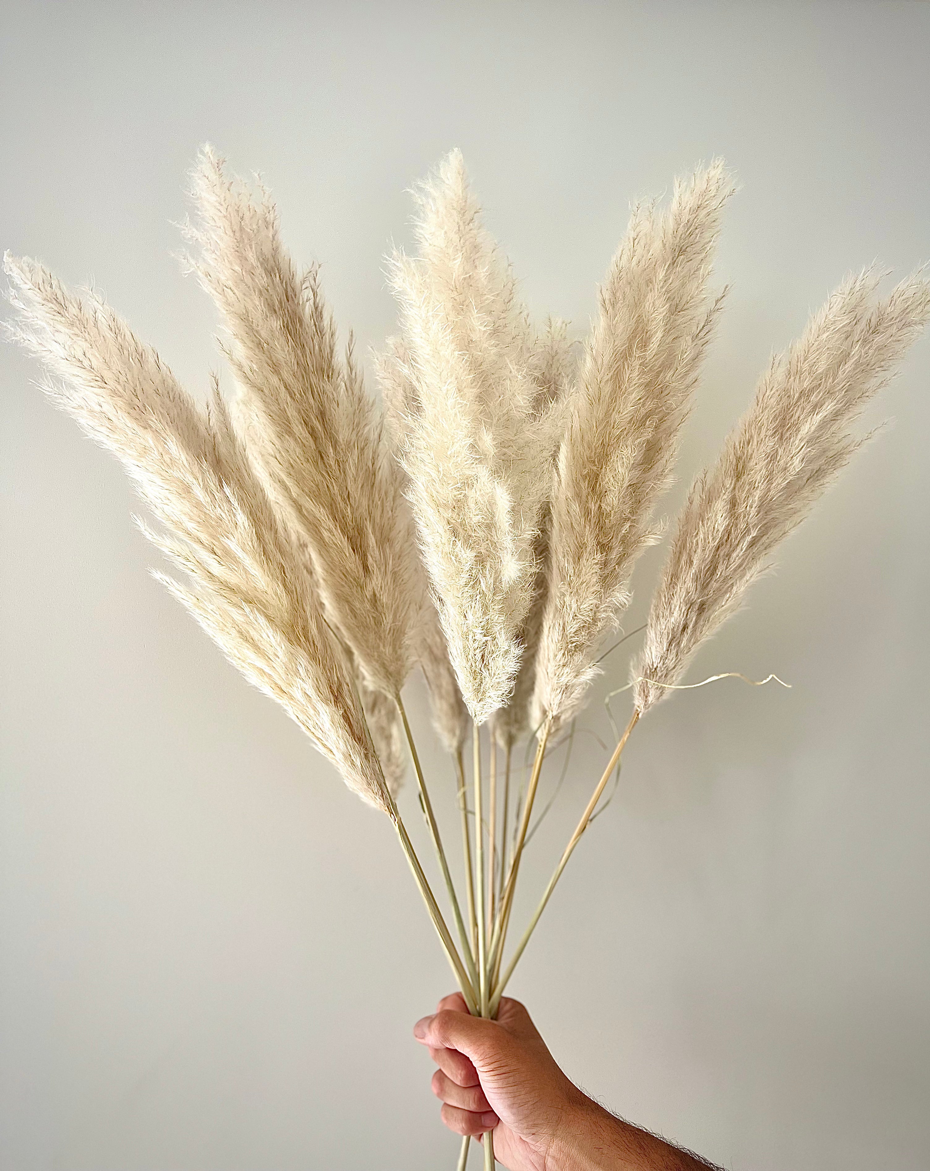 Kleine natuurlijke pampas pluimen van Blooming Gift, bos van 10 stelen uit eigen Nederlandse kwekerij