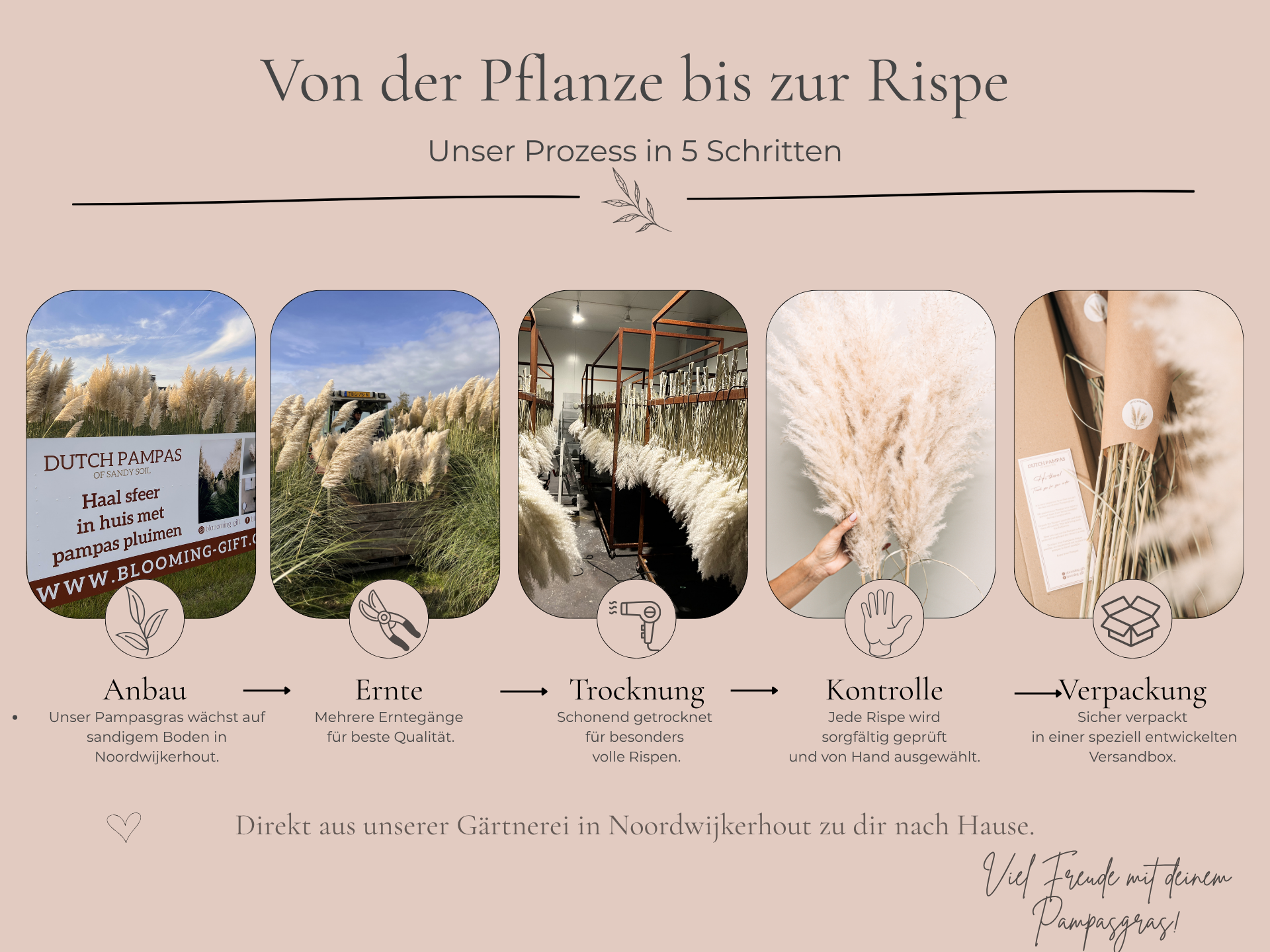 Von der Pflanze bis zur Rispe – Anbau, Ernte und Trocknung von Pampasgras aus unserer niederländischen Gärtnerei